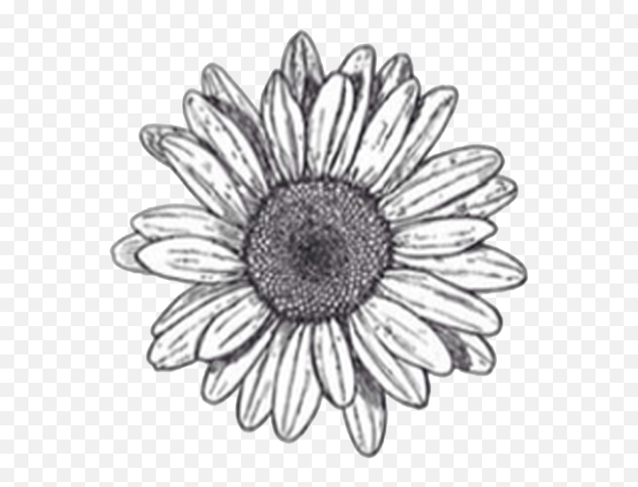 Black And White Daisy Transparent Background Flower Clipart - Stickers Black And White Flowers Png,Daisy Transparent Background