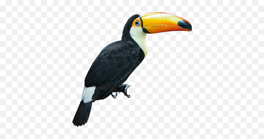 Popular Ht Png Tucan