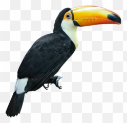 Popular Ht Png Tucan