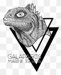 Iguana Illustration - Green Iguana Png,Iguana Png
