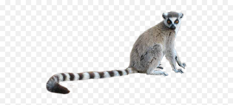 Lemur Png - Lemur Png,Lemur Png