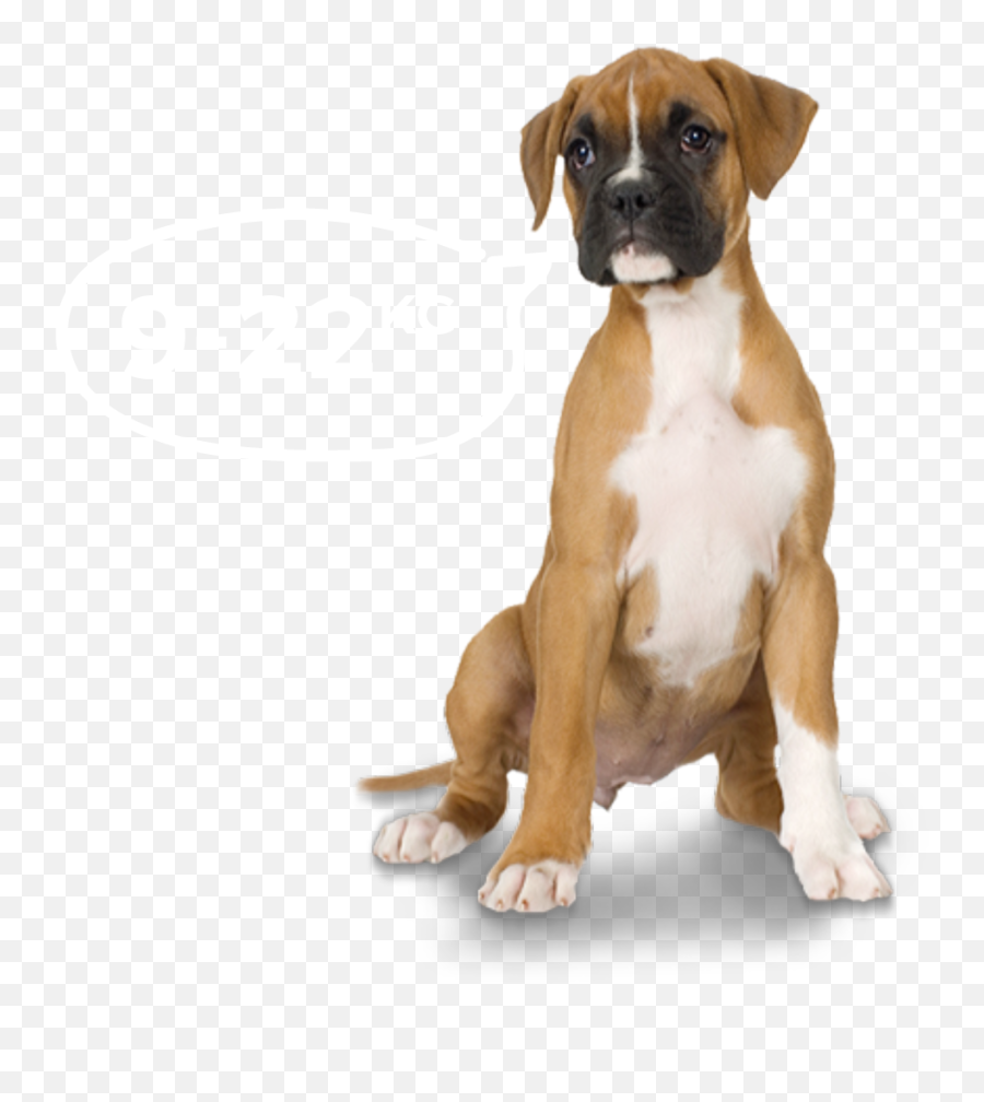 Download Hd Boxer Dog Png - Pirate Boxer Dog Ornament Round Boxer Dog Png,Dog Png