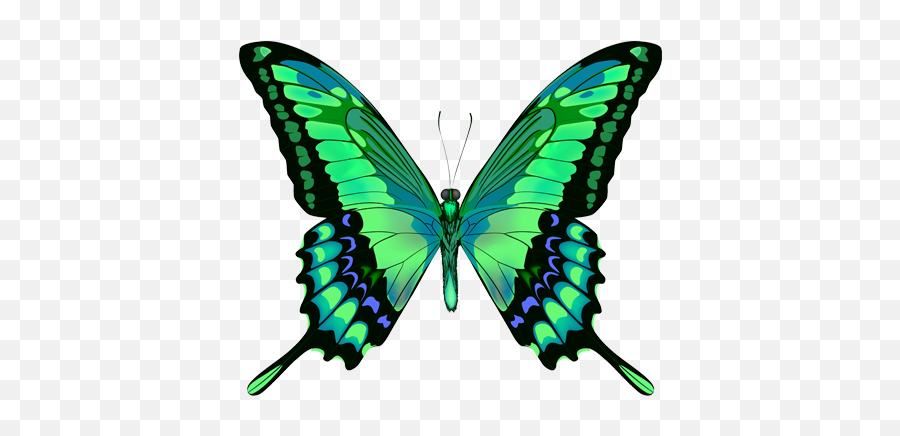 Download Green Butterfly Png - Green And Blue Butterfly,Blue Butterfly Png