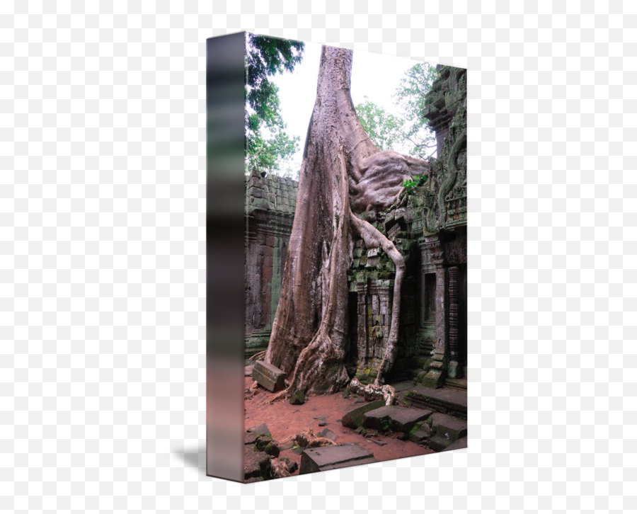 Tree Roots Overgrowing A Wall In Prohm Cambodia By Nigel Taylor - Angkor Wat Png,Tree Roots Png