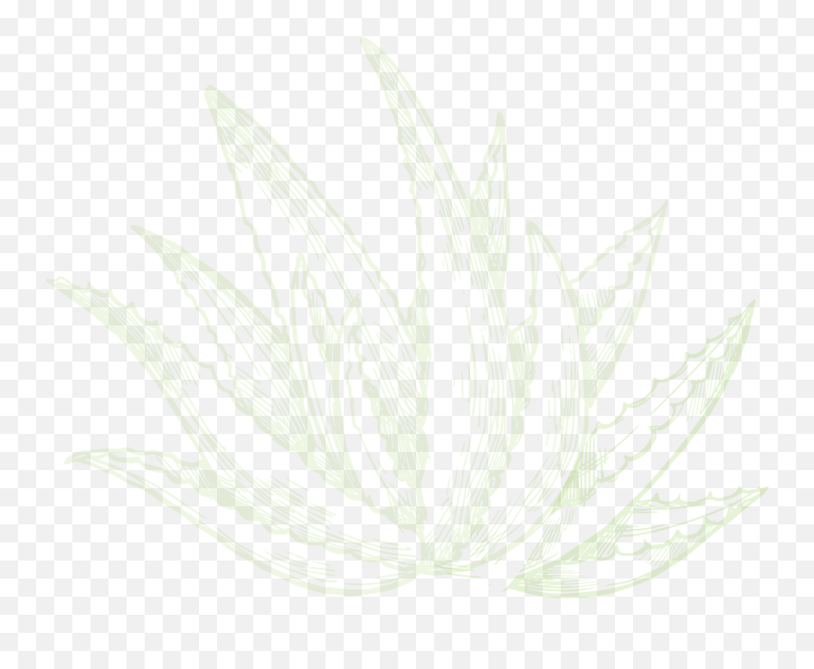 Organic Bubbles U2013 Haircare Products - Sketch Png,Aloe Png
