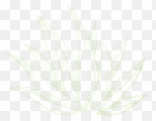 Organic Bubbles U2013 Haircare Products - Sketch Png,Aloe Png