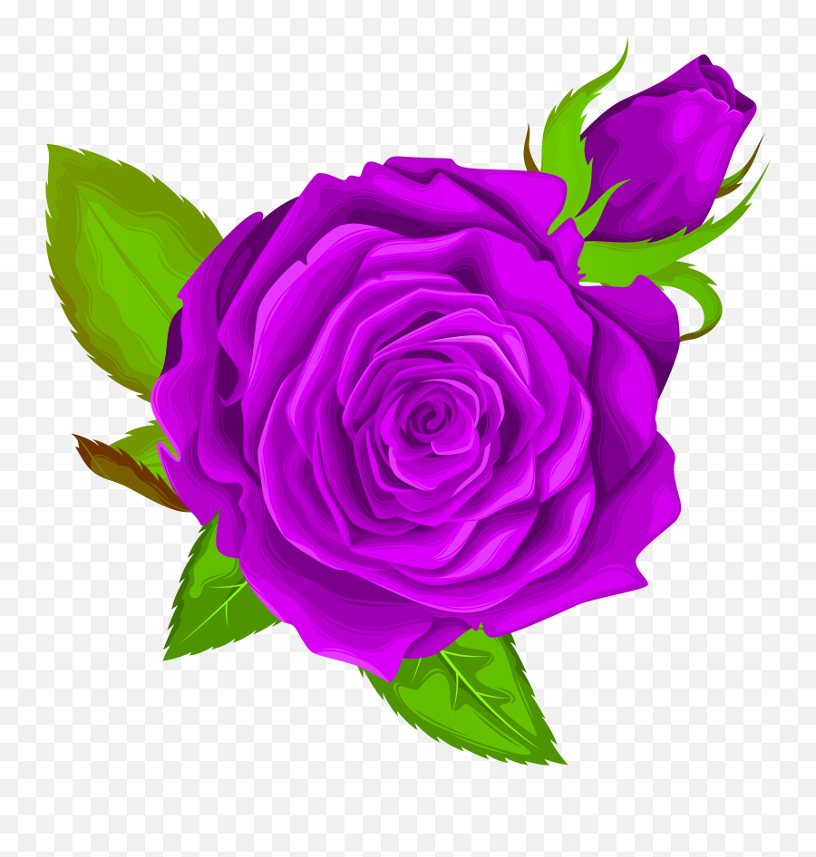 Download Hd Purple Rose Png Transparent