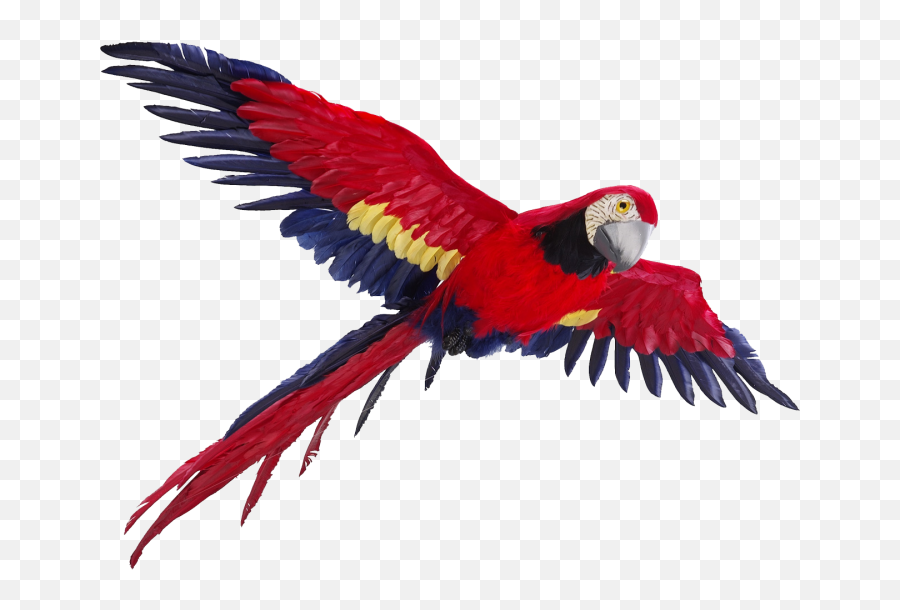 Flying Parrot Png Photos - Png Transparent Pics Parrot,Flying Png