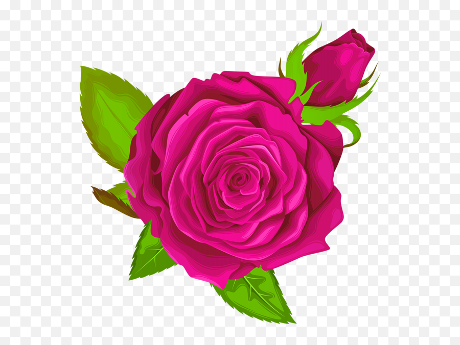 Pink Rose Decorative Png Clip Art Image - Purple Rose Transparent Png,Rose Vines Png