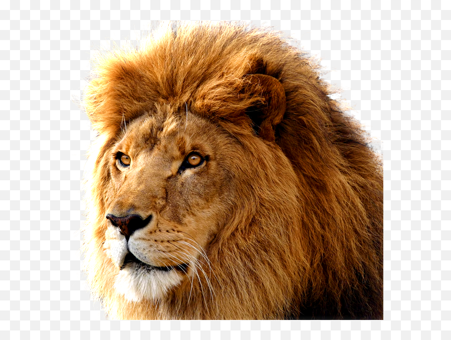 Lion Png Images Free Download Lions - Mac Os X Lion,Png File Download