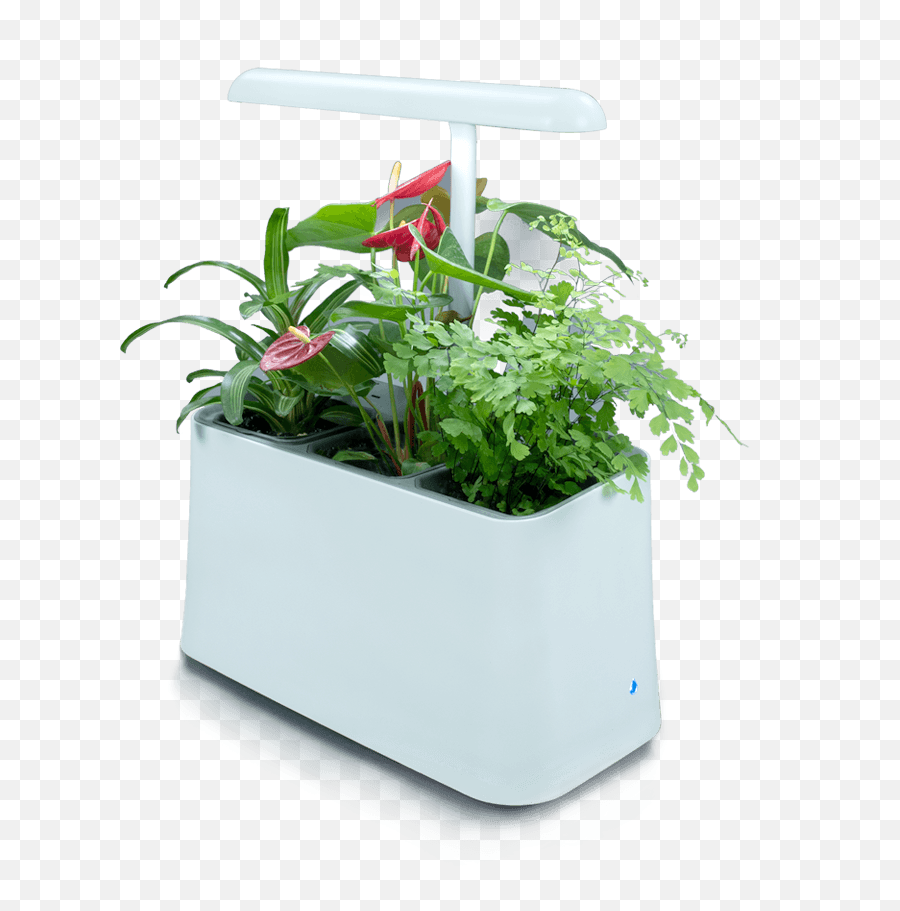 Plant - Based Air Purifier More Than Just Indoor Plants Air Filter From Plant Machine Png,Indoor Plant Png