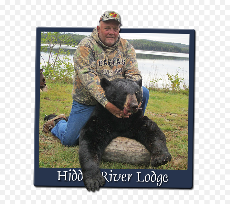 Ontario Black Bear Hunting - Black Bear Lake Superior Png,Black Bear Png