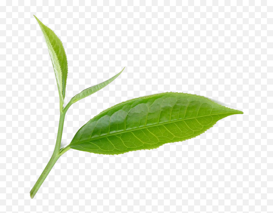 Taka Tea Garden Australiau0027s Finest Importer Of Premium Png Leaf