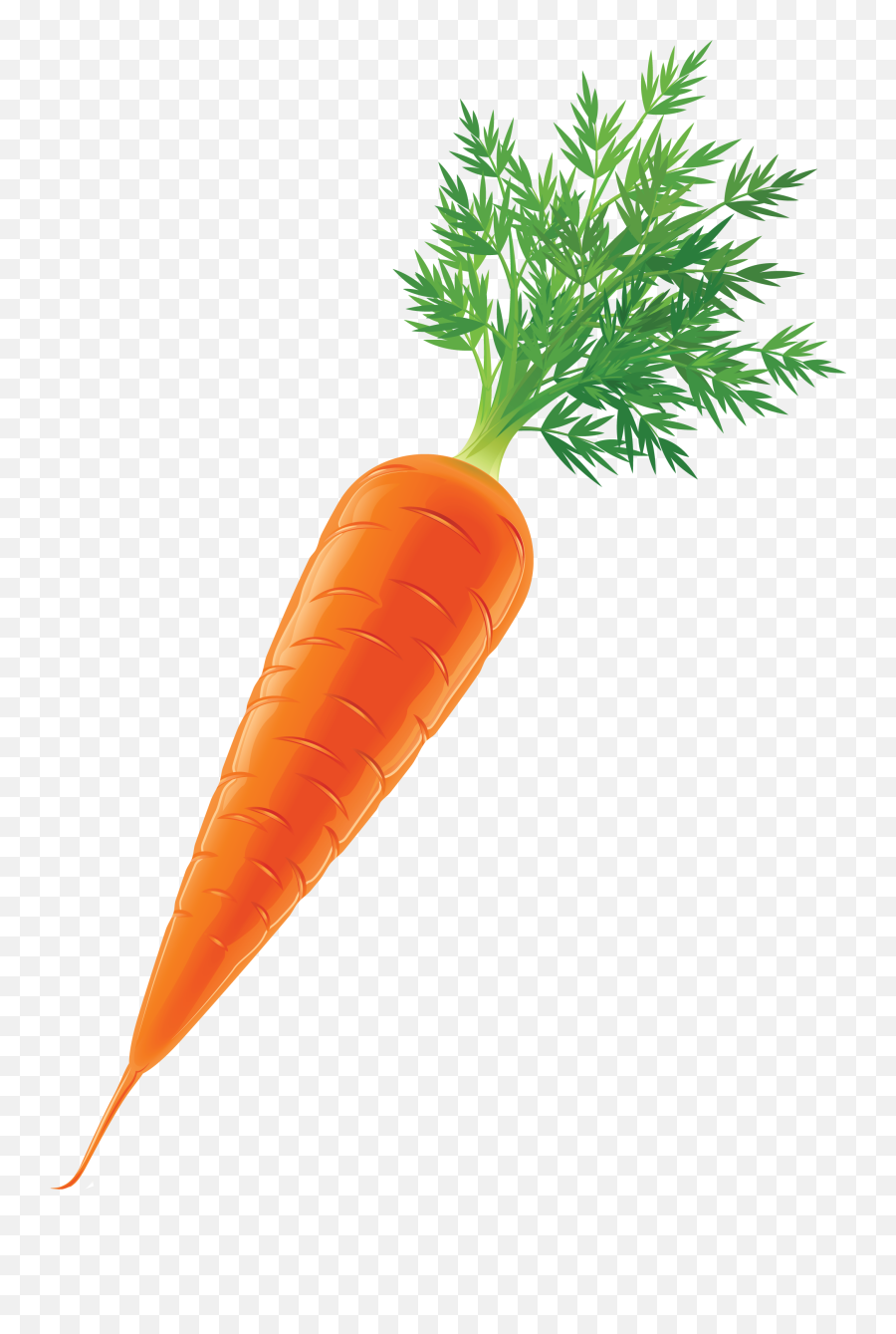 Free Transparent Carrot Png Download - Real Pictures Of Vegetables,Carrot Transparent