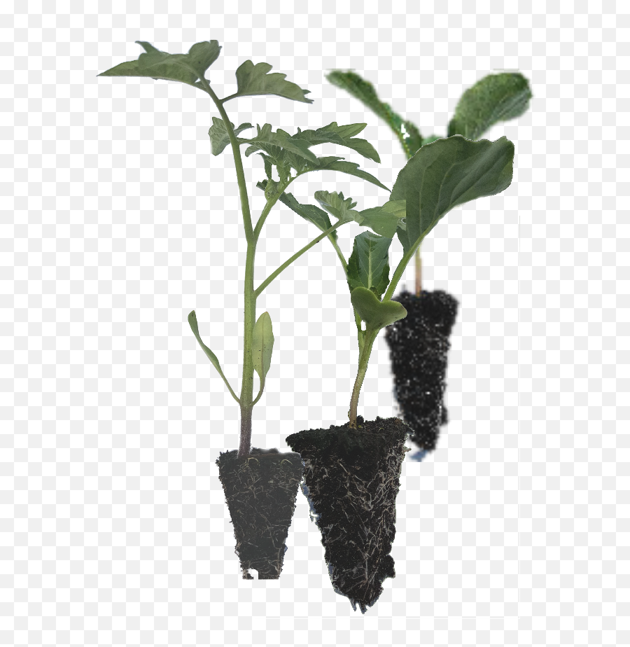 Download Vegetable Seedlings - Portable Network Graphics Png,Seedling Png