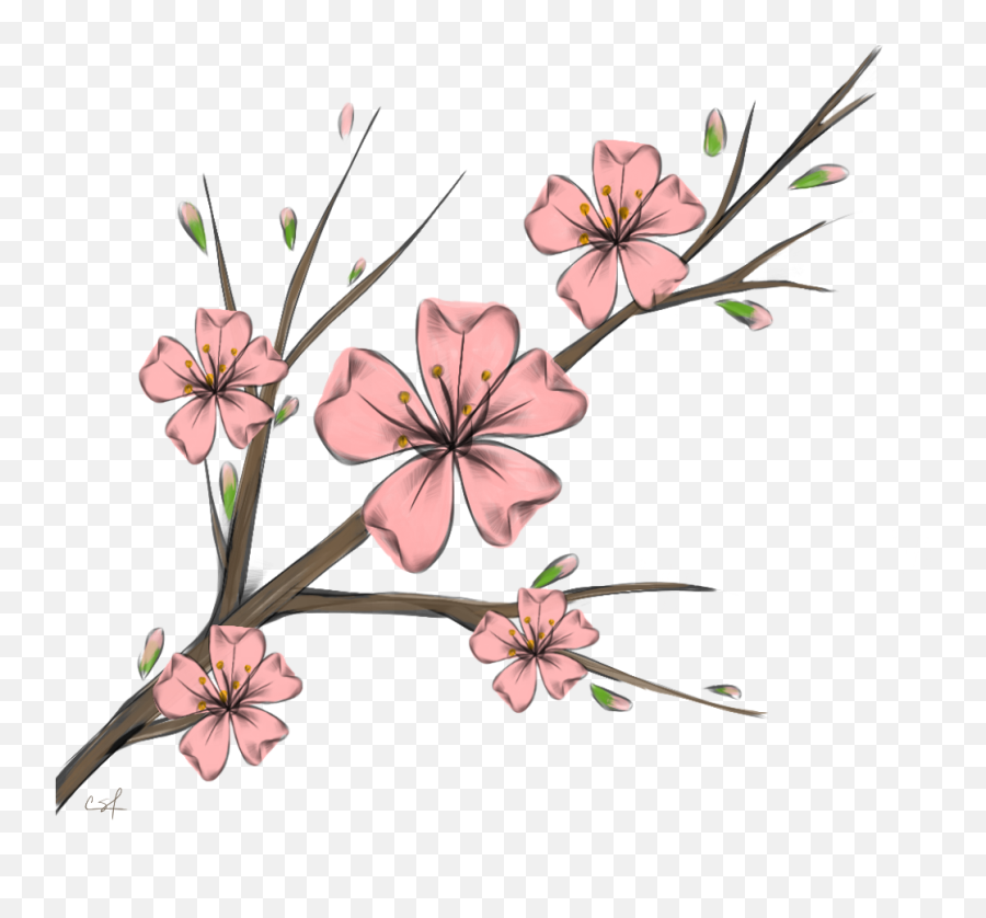 Download Cherry Blossom Flowers Branshes Freetoedit Banner - Cherry Blossom Flower Cartoon Png,Cherry Blossom Flower Png