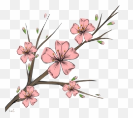 Download Cherry Blossom Flowers Branshes Freetoedit Banner - Cherry Blossom Flower Cartoon Png,Cherry Blossom Flower Png