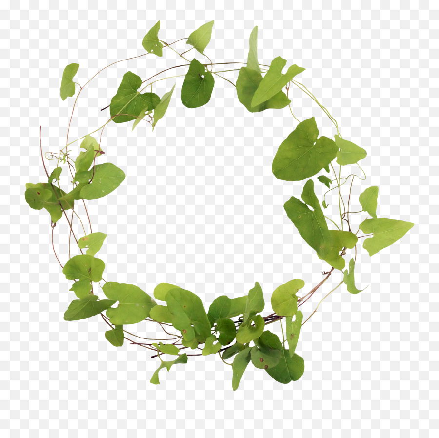 Leaves Clipart Ivy Leaf - Circulo De Hojas Png,Ivy Leaf Png
