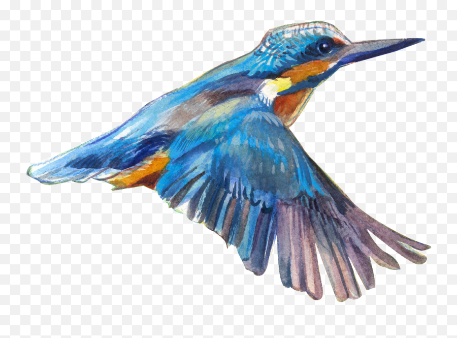 Download Flying Bird Transparent - Bird Png Image With No Transparent Flying Bird,Flying Bird Png