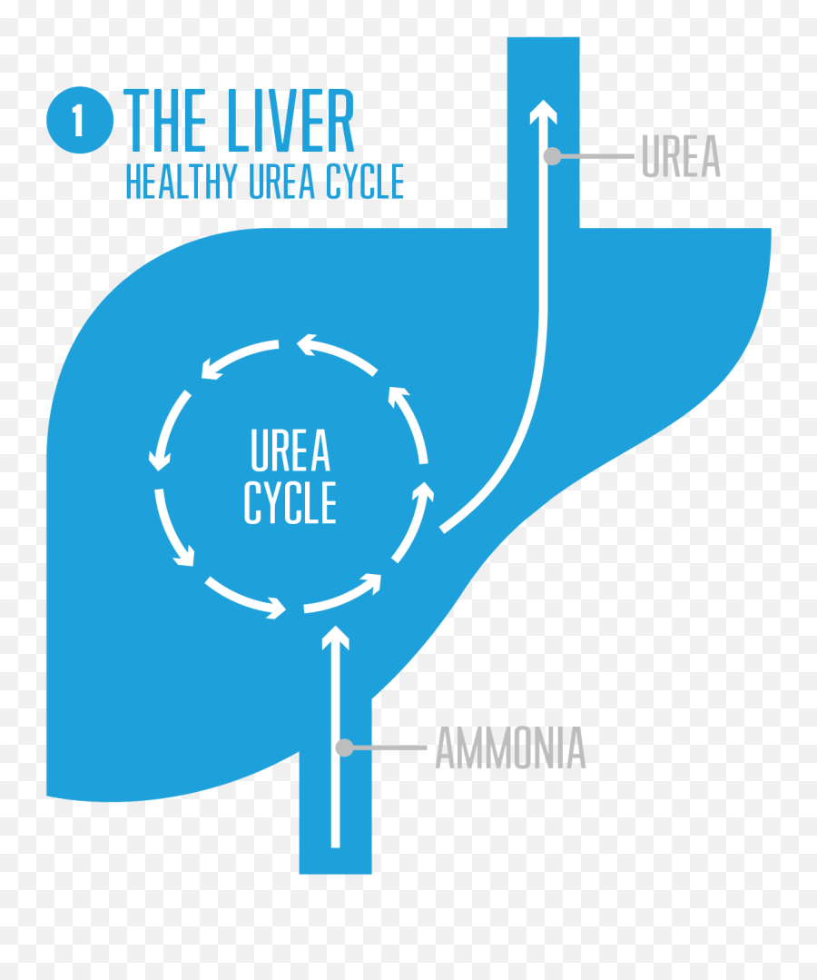 What Is A Urea Cycle Disorder - Liver Urea Cycle Disorder Png,Liver Icon