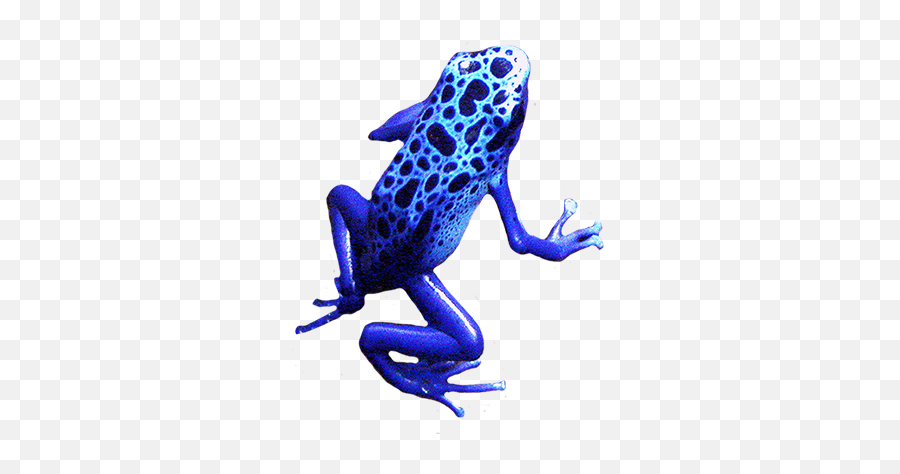 18 Poison Dart Frog Clipart Transparent Background Free Clip Png
