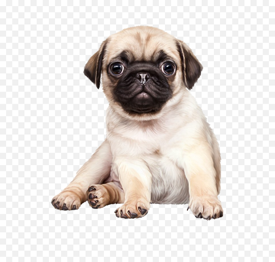 Hd Pug Png Transparent Background - Cute Pug Dog Png,Pug Transparent Background
