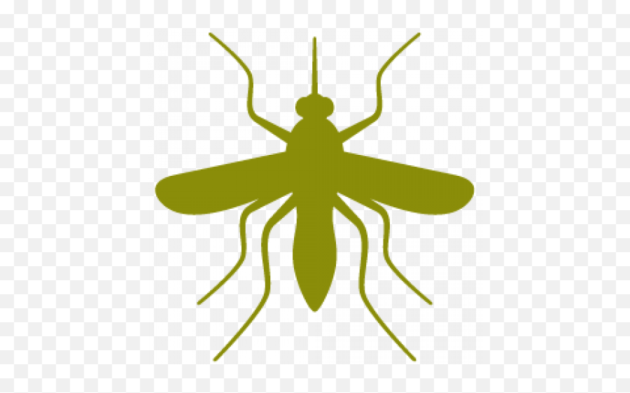 Digital Health Intrahealth - Parasitism Png,Mozzie Icon