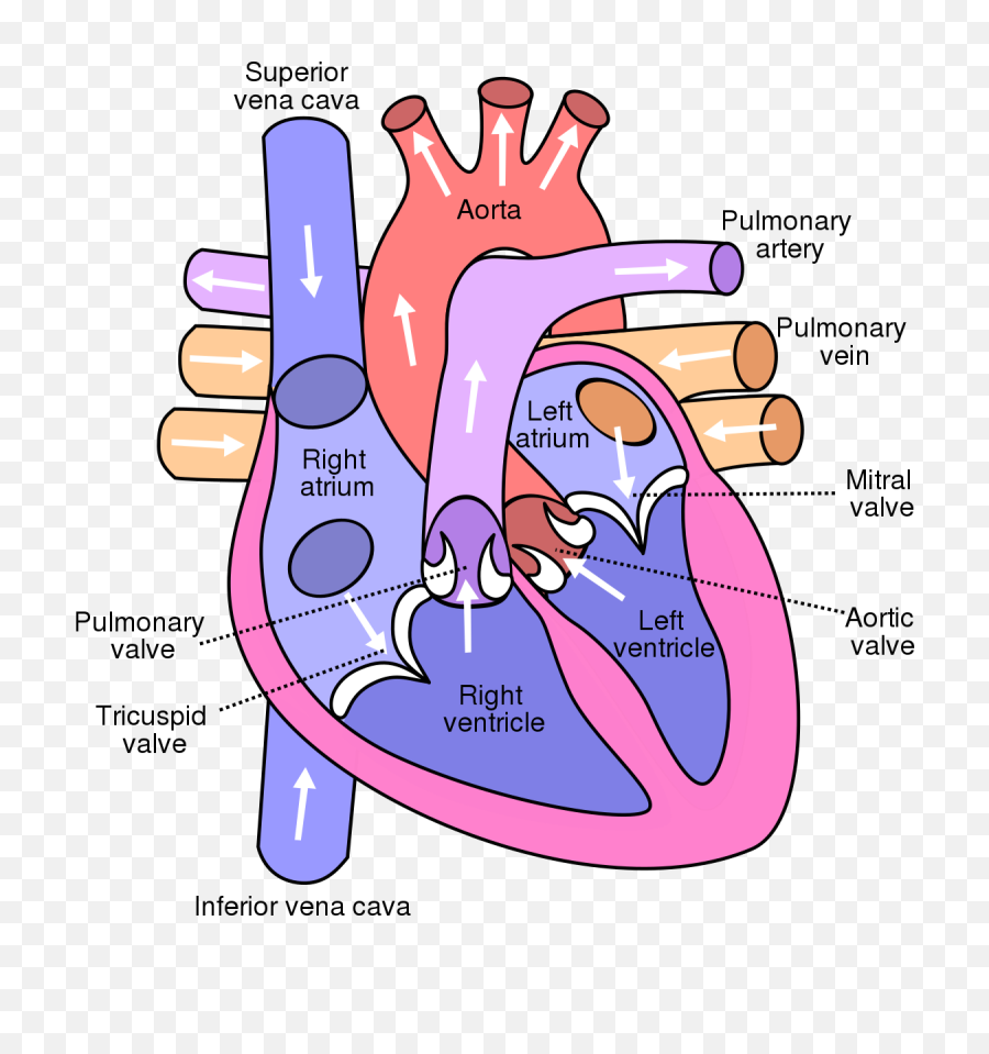 Printable Heart Diagram - Structure Of Human Heart Png,Anatomical Heart Png