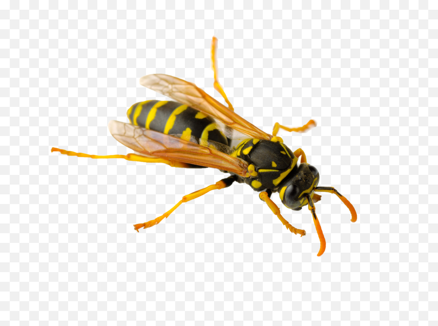 Download Free Png Wasp - Paper Wasp Png,Wasp Png