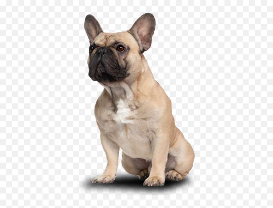 Free Png Images - Dlpngcom French Bull Dogs Birthday Cards,Bulldog Transparent Background