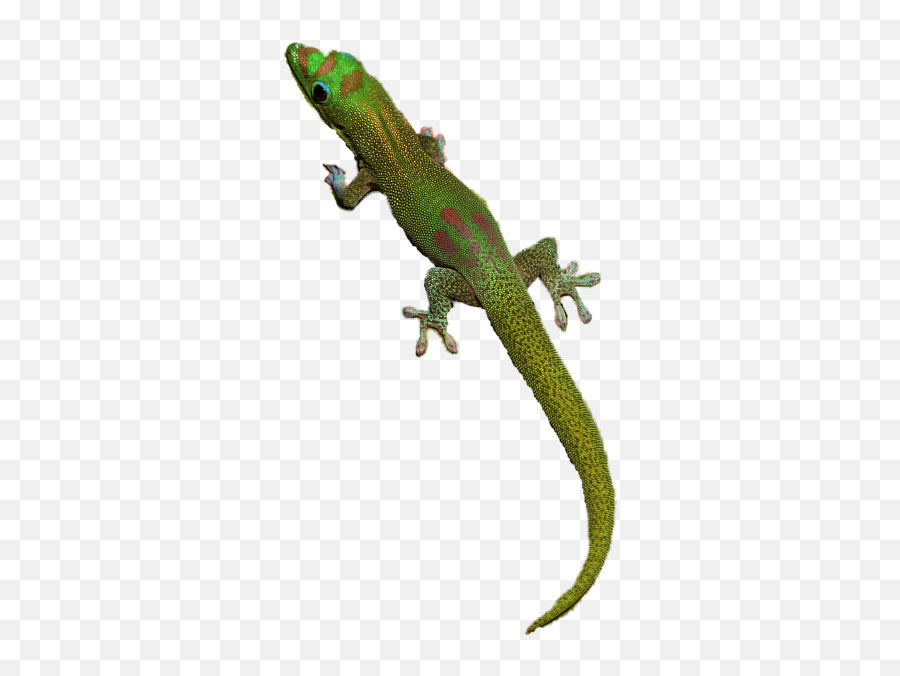 Geckos Png File Mart - Png,Iguana Png