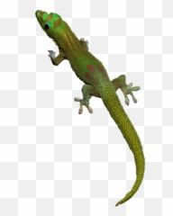 Geckos Png File Mart - Png,Iguana Png