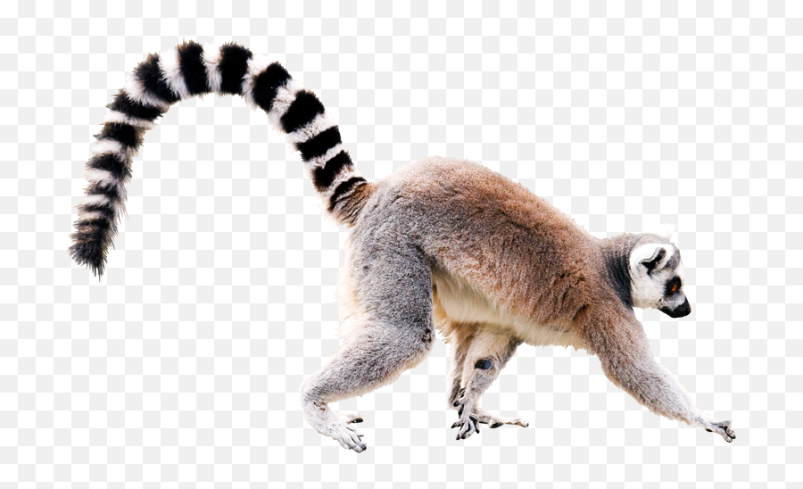 Download Lemur Png Image - Ring Tailed Lemur White Background,Lemur Png