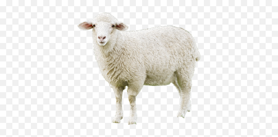 Sheep Png Transparent - Transparent Background Sheep Png,Sheep Png