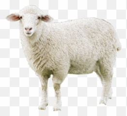 Sheep Png Transparent - Background
