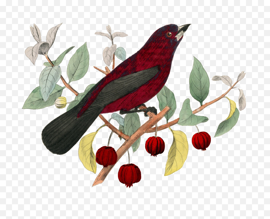 Fairy Bird Png Pic Mart - Portable Network Graphics,Red Bird Png