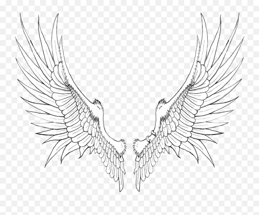Wings Png Free Background Black Wing