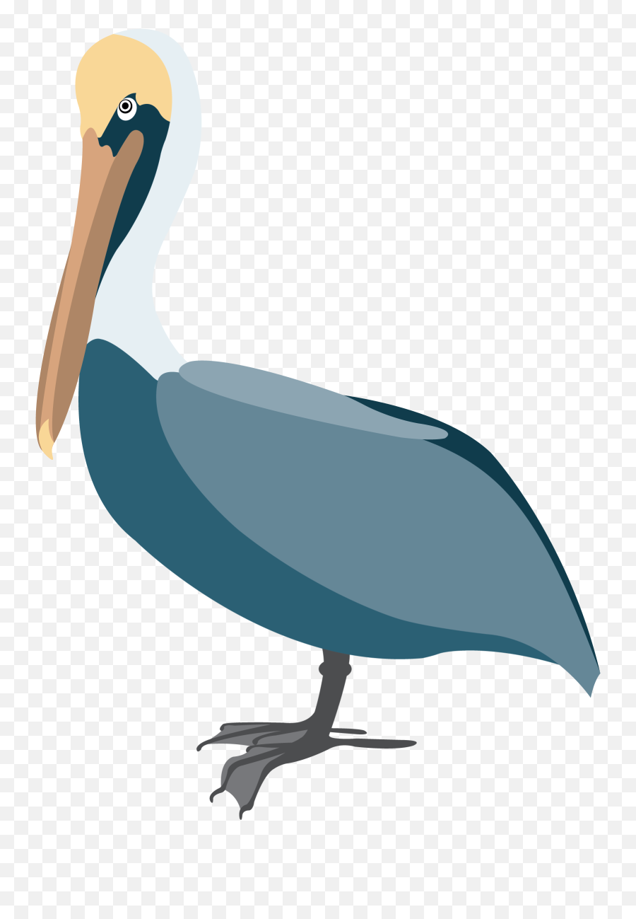 Pelican Vector Clip Art - Clipart Pelican Png,Pelican Png