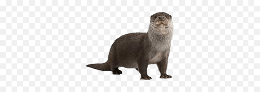 Otters Transparent Png Images - Say Otter In Spanish,River Transparent Background