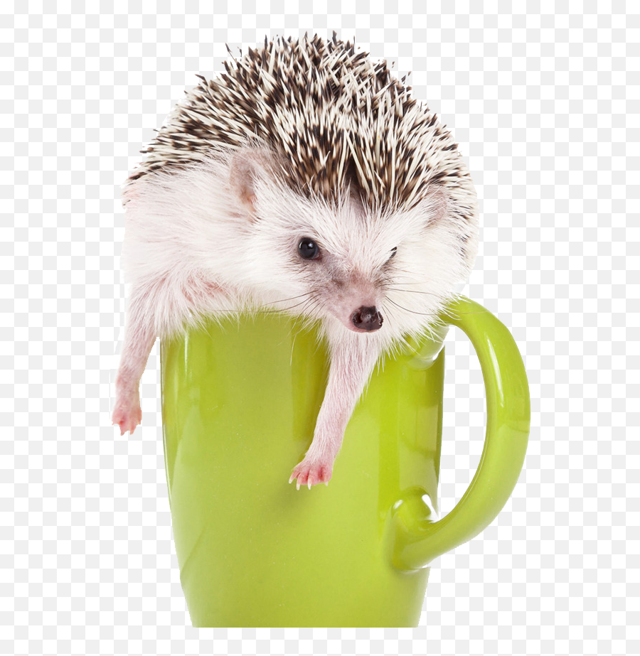 Download Hedgehog Png Image With No - Erizos Png,Hedgehog Transparent Background