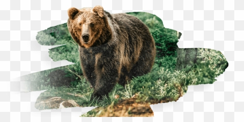 Biology Ecology And Behaviour - Grizzly Bear Png,Grizzly Bear Png