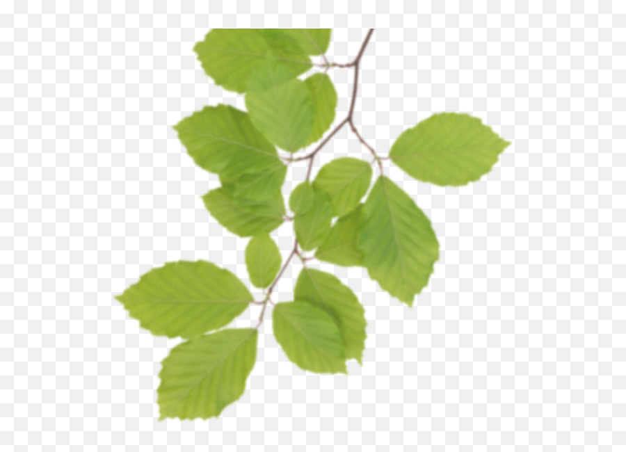 Download Real Leaves Clipart Hq Png Image Freepngimg - Leaves Clipart Real,Leaves Clipart Png