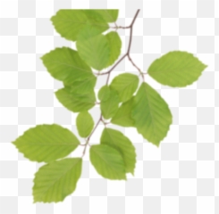 Download Real Leaves Clipart Hq Png Image Freepngimg - Leaves Clipart Real,Leaves Clipart Png