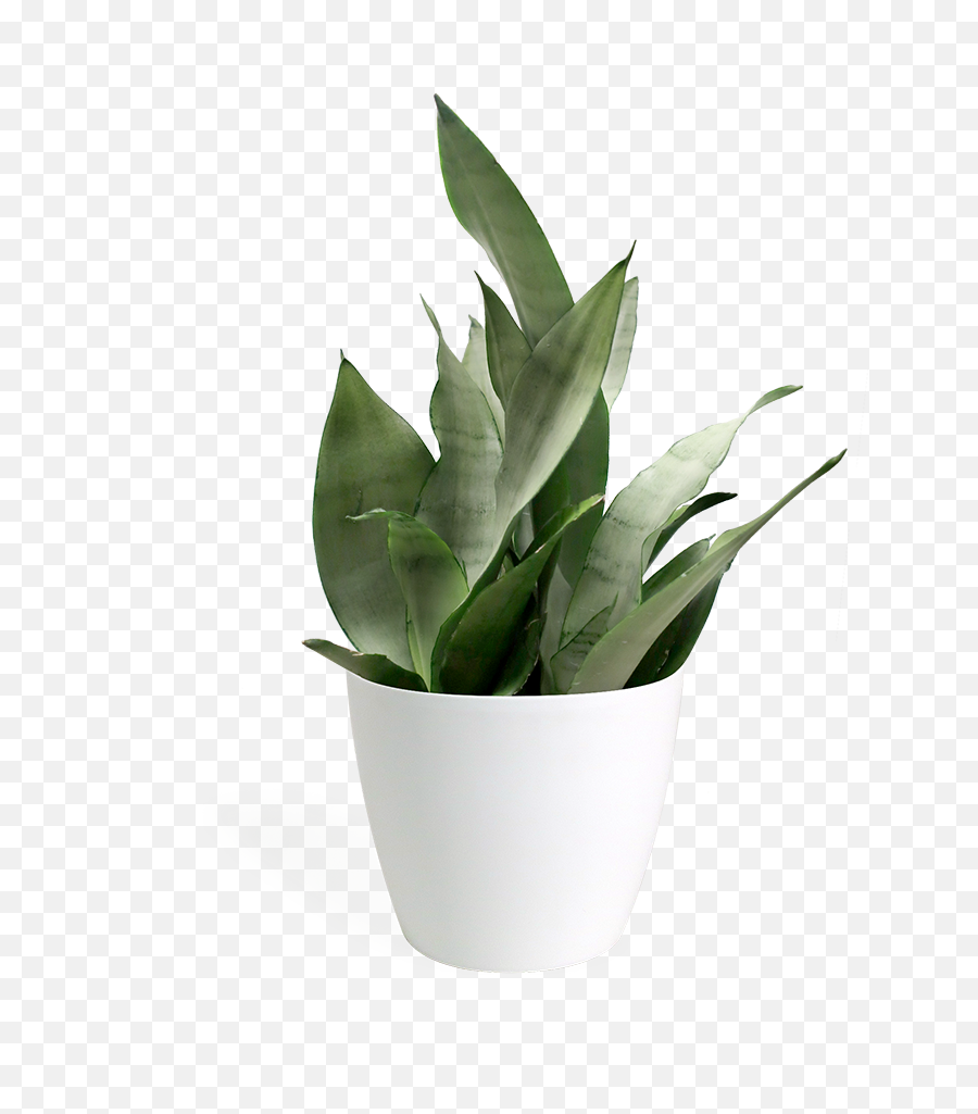 Download Hd Sansevieria Moonshine Small - Sansevieria Transparent Table Plant Png,Moonshine Png