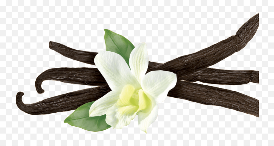 Vanilla Flower Png Picture - Vanilla Meaning In Hindi,Vanilla Png