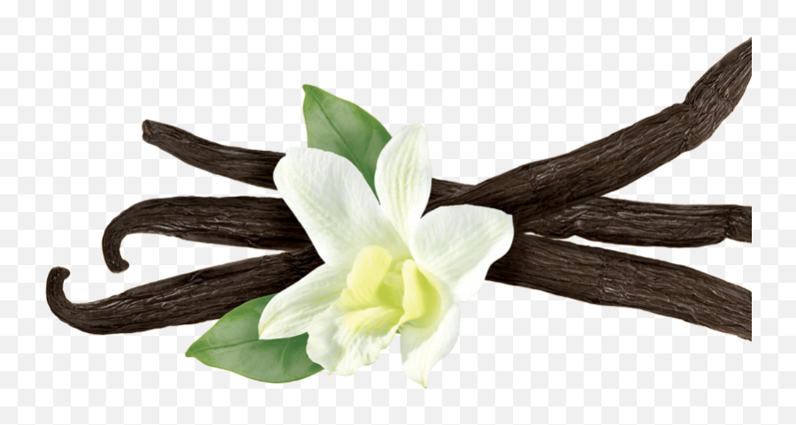 vanilla-flower-png-picture-vanilla-meaning-in-hindi-vanilla-png