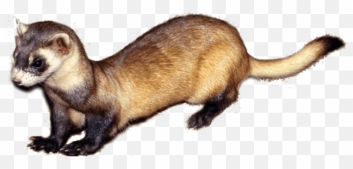 Download Hd Free Png Ferret Images - Weasel Png,Ferret Png