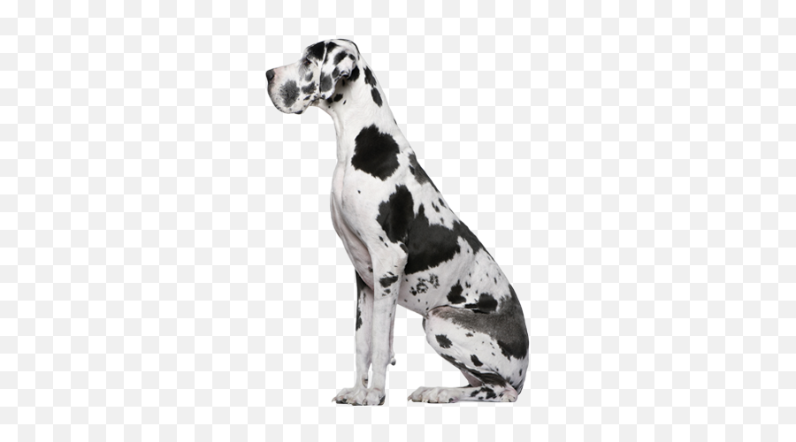 Great Dane Png 1 Image - Great Dane Puppy Transparent Background,Great Dane Png