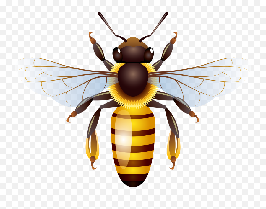 Abelha Png - Honey Bees Png Vector Bee Png 1976179 Vippng Clip Art Honey Bee,Cute Bee Png
