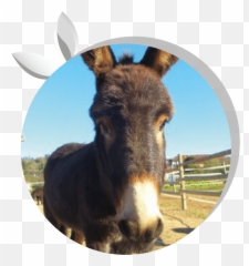 Donkey Head Png - Burro,Burro Png